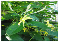 Antivirus-Geißblatt-Blumen-Auszug, Lonicera Japonica-Blumen-Auszug CAS 327 97 9