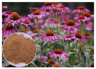 Kräuterpflanzenauszug-Pulver Echinacea Pururea vom ganzes Kraut-Antivirus