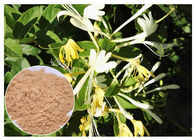 Geißblatt-Blumen-Auszug-Pulver bakterielle natürliche der Blumen-Antiauszug-Chlorogensäure-5%
