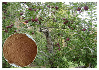 antibakterielle Apfelbaum-Wurzel Phloridizin U. Barken-Auszug für diätetische Ergänzung