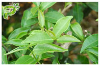 Antigrüner Tee-Auszug der oxidations-EGCG, pharmazeutischer Grad-natürlicher grüner Tee-Auszug