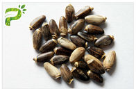 DMF GMP bestätigte reinen natürlichen Pflanzenauszug-Mariendistel-Samen-Auszug Silybin 30% 90%