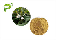 Houttuynia-reine natürliche Pflanzenauszug-Pulver-Form für Gewichts-Management