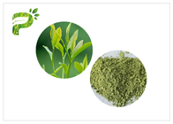 Grüner Tee-Pulver Matcha von Camellia Sinensis Leaves