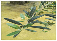 Natürlicher olivgrüner Blatt-Auszug des Oleuropein-20% für diätetische Ergänzungs-Brown-Pulver