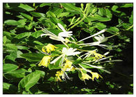 Geißblatt-Blumen-antibakterielle Pflanzenauszug-Chlorogensäure 5% CAS 327 97 9