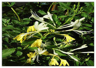 Behandlung des kalten Geißblatt-Blumen-Auszuges, 25% Lonicera Japonica-Auszug mit Chlorogensäure