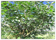 Apfelbaum-Wurzel-Pflanzenauszug-Pulver, diätetische Kräuterergänzung lösbar im Äthanol