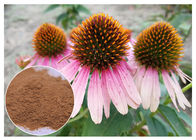 Diätetische Ergänzungs-reines Kräuterpflanzenauszug Echinacea Purpurea-Pulver, das Immunität verbessert