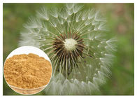 Löwenzahn-Wurzel-Pflanzenauszug-Pulver-Brown-Farbe-HPLC 5% Nahrungsmittelgrad-anti- Altern