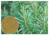 Saurer Rosemary Kräuterpflanzenauszug-Antioxidation Ursolic für kosmetisches CAS 77 52 1