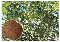 Enthäuten Sie Apfelbaum-Wurzel Antioxidierung Pflanzenauszug-Pulver Phloretin U. streifen Sie Auszug ab