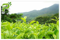 Grüner Tee-Polyphenol-Pflanzenauszug-Pulver 95% für diätetische Ergänzungs-Gewichtsverlust