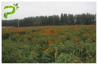 Augenpflege-natürliche Blume extrahiert Antioxidations-orange Rot-Pulver-Lutein von der Ringelblumen-Blume