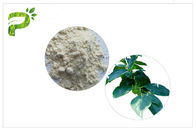 Pulver Persimone-Blatt-natürlicher Pflanzenauszug Ursolic saure HPLC Prüfmethode