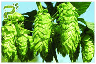 CAS 6754 58 1 kosmetische Bestandteil-Bier-Hopfenblumen-Auszug Xanthohumol 98% Antientzündliche