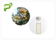 50% - 60% zufriedenes Aromatherapie-Öl Melaleuca Cajuputi der Baum-ätherischen Öle Minderjährig-Öl