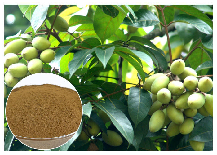Oleuropein-natürlicher olivgrüner Blatt-Auszug-natürlicher Bestandteil mit HPLC Test