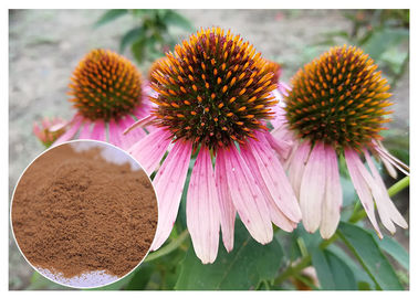Echinacea pururea pilzbefallverhütende Pflanzenauszug-Polyphenol-Pulver-Form, die Immunsystem verbessert