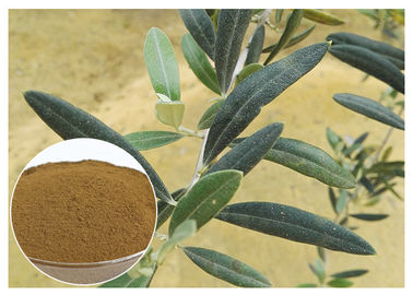 80 Maschen-natürlicher olivgrüner Blatt-Auszug-Pulver-Nahrungsmittelgrad, der Immunsystem verbessert