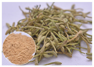 5%, 25% Lonicera japonica Extrakt Honigsackelblütenpulver