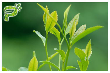 Grünes Teepflanze-Auszug-Pulver, das radikalen UVtest der Symptom-Polyphenol-95% verhindert