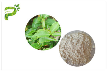 CAS 989 51 5 Egcg Grün-Teeblatt-Auszug, grüner Tee-Ergänzungen für Gewichtsverlust